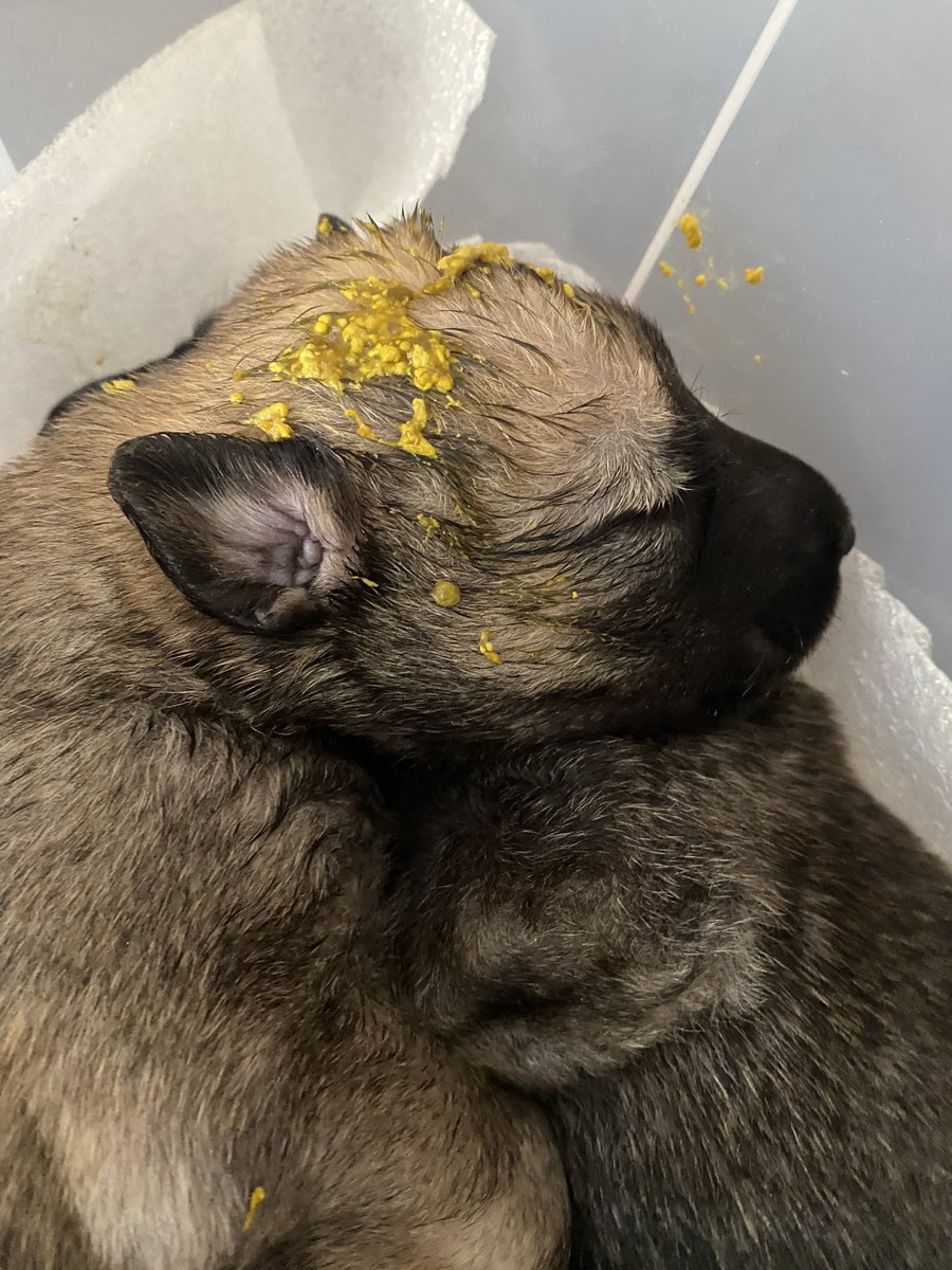Question: how does little Rye say ‘thanks’ to sister Clover who pooped all over Rye’s head? #pafospups #abandonedpups