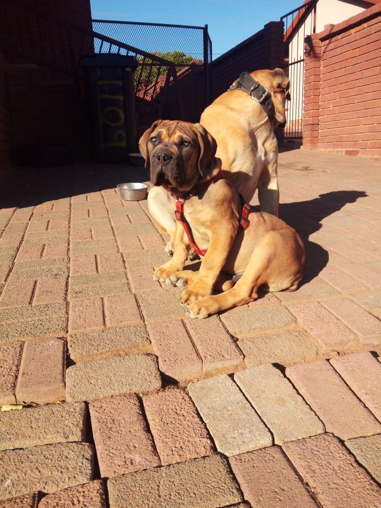 MavaPetCare's tweet photo. 2020 puppies 

#richtermueller #RichMnisi #Natasha #NowThatAlcoholIsBack #Grade11 #silhouettechallenge #StuartbBaxter #TymeBankZA #JobSeekersSA https://t.co/g8JP1AmQve