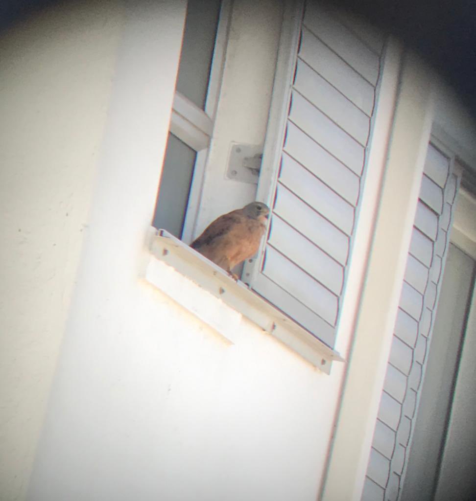 OiChef's tweet photo. Blaauberg Cape Town what birds this please @ChrisGPackham @michaelastracha https://t.co/dAKuGr8kBi