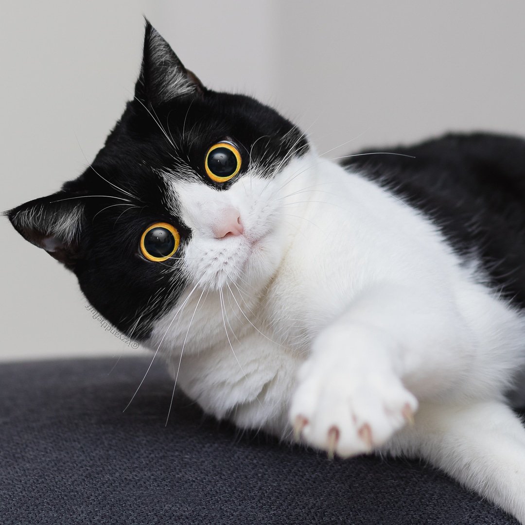 Izzy & Zoë tweet media