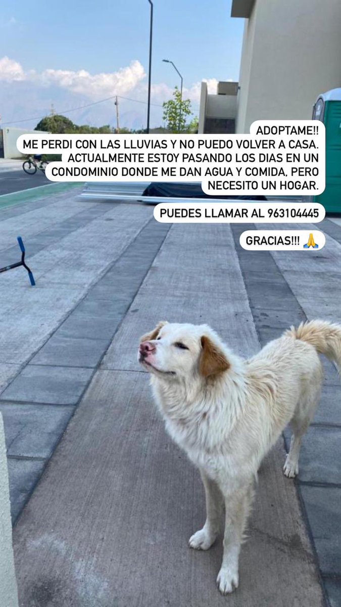 Perrito encontrado en LO BARNECHEA, se buscan los dueños o adoptante responsable. Tamaño mediano.