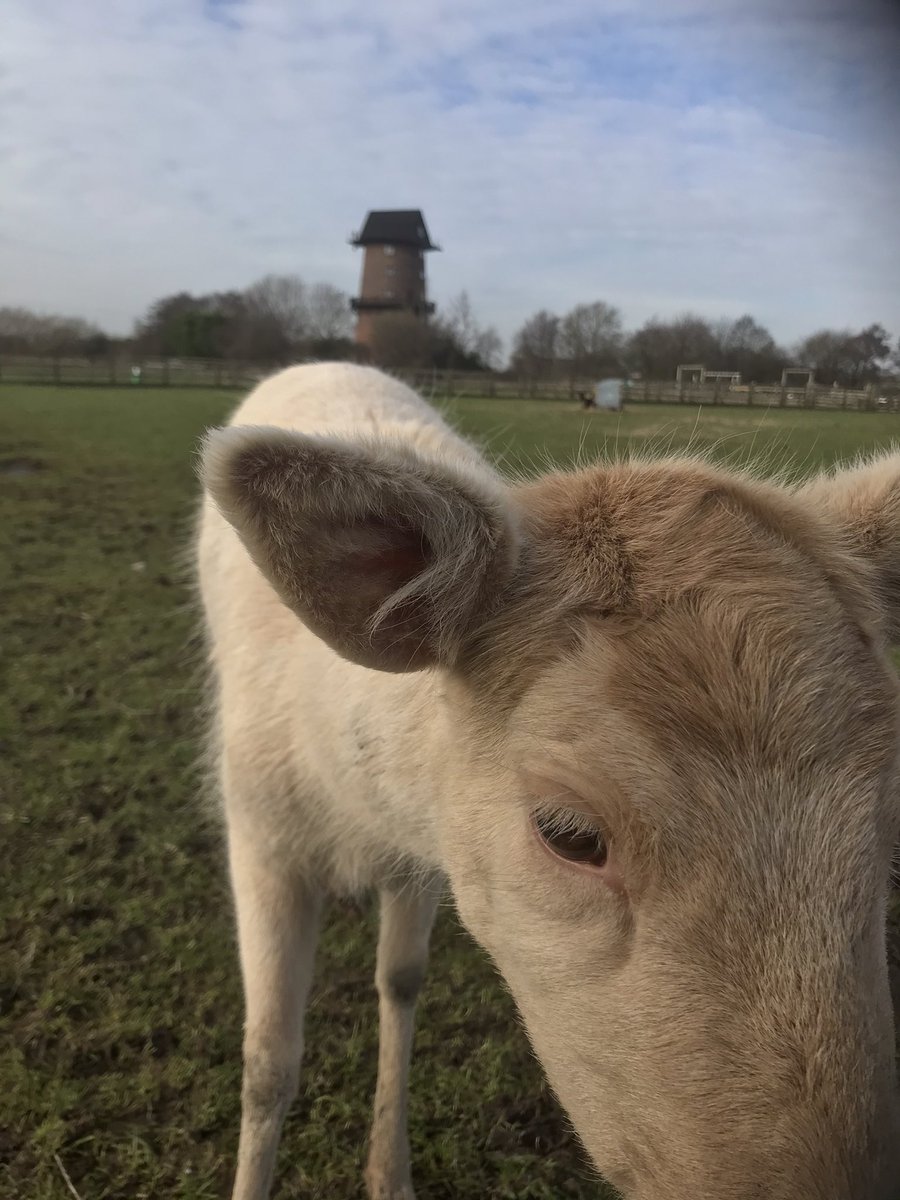 WindmillAnimalFarm tweet media