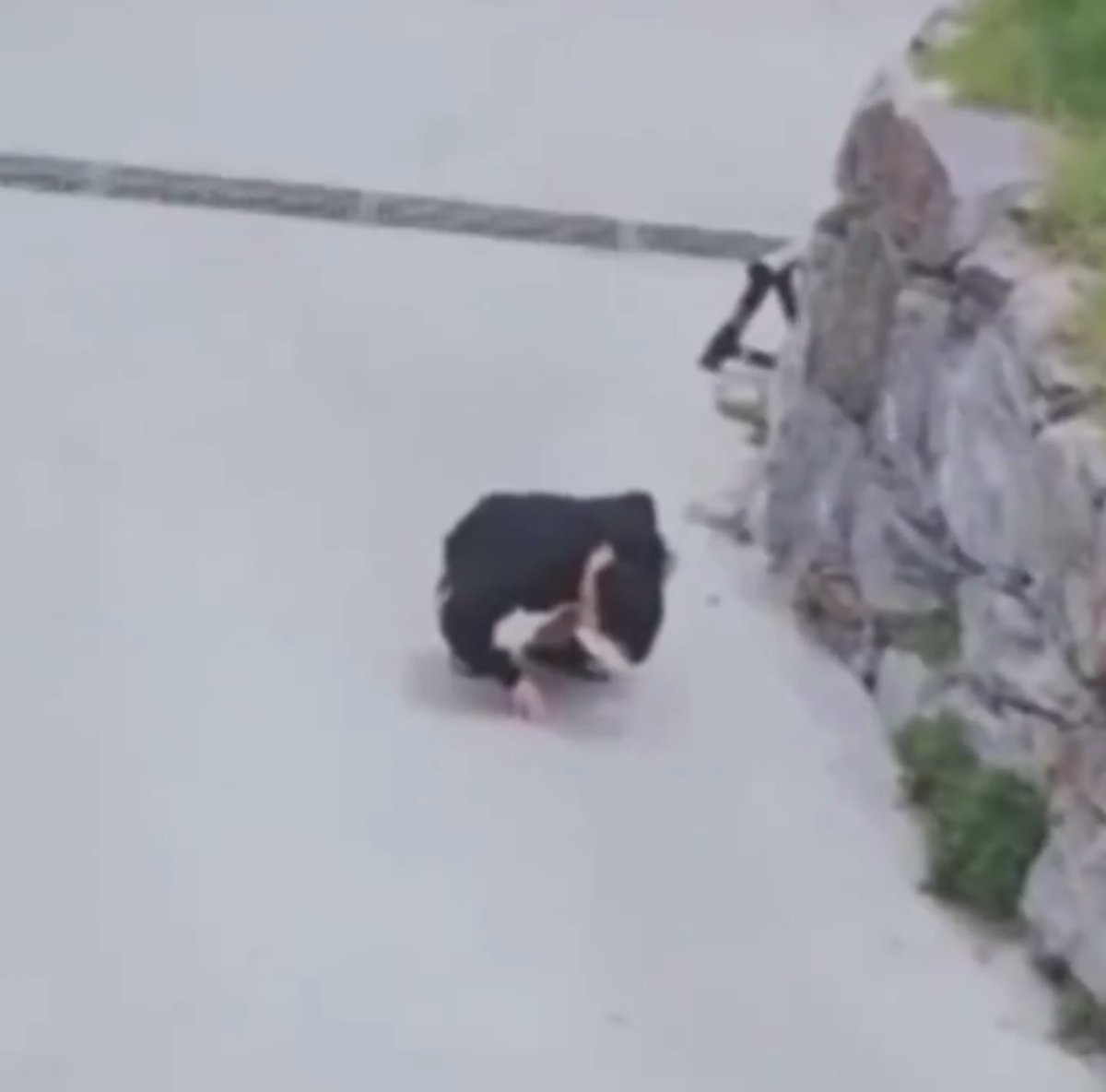 when he saw a little spider on the ground and sat down to admire it 