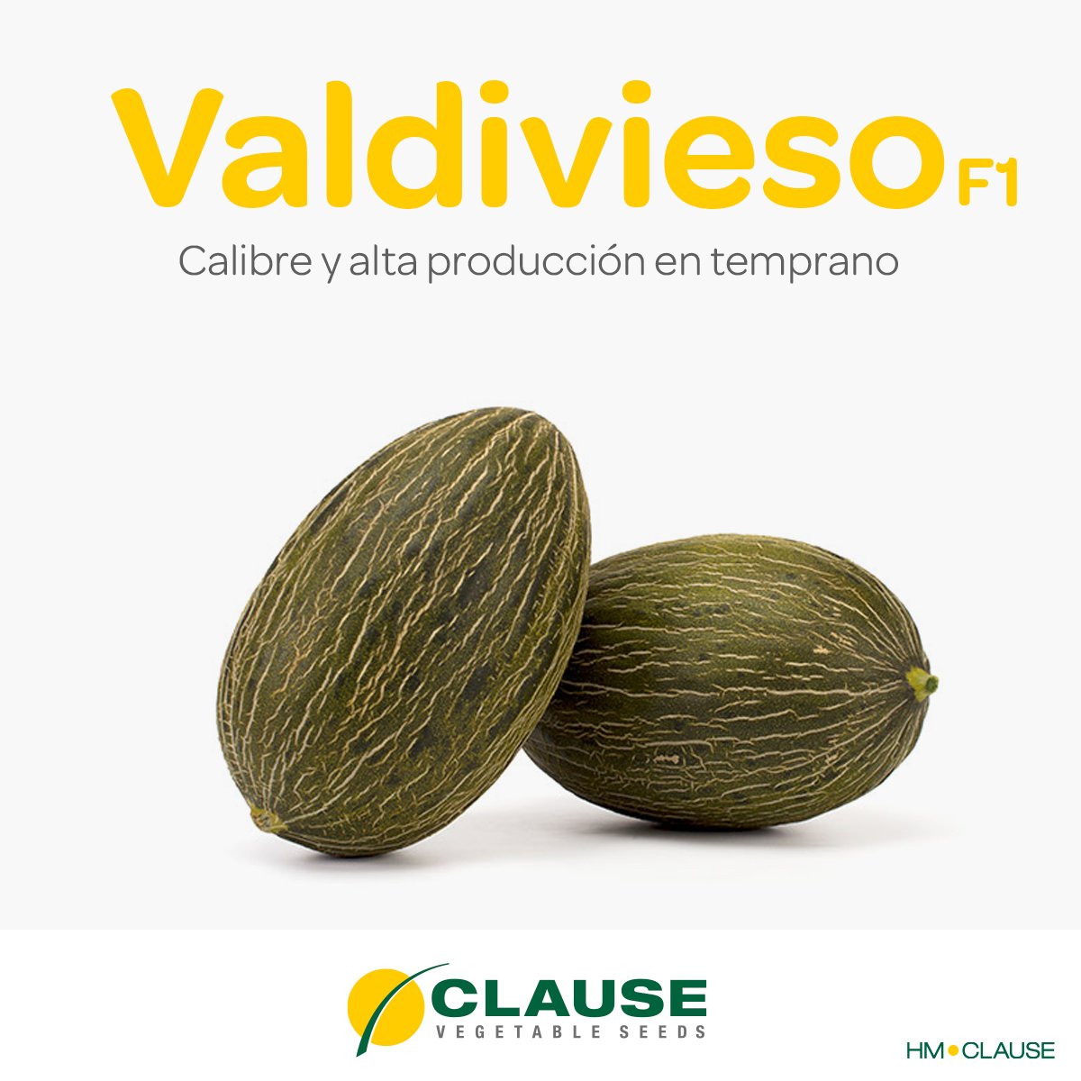 HMCLAUSEIBERICA's tweet photo. Nuestras 3 variedades de melón Piel de Sapo para La Mancha 🍈 
¡Los melones que enganchan!
💪 Valdivieso
🌱 Valeriano
✨ Valeoso
¿Los conoces ya?
Descubre aquí todas sus características 👇
https://t.co/gYaR33dz5d

#melonpieldesapo #hmclauseiberica #yosoydeclause #conectaconclause https://t.co/qJtleZPKeJ