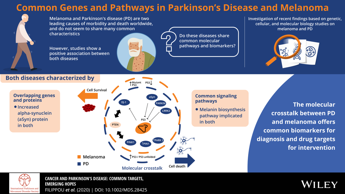 MDJ_Journal's tweet photo. Filippou and Outeiro summarize the intriguing overlap between the genetics and cellular pathogenesis of #Parkinsons disease and melanoma. Their Viewpoint article highlights emerging therapeutic targets for PD derived from the world of cancer biology. 

https://t.co/JoGVL8fpMy https://t.co/m0AtlMurdi