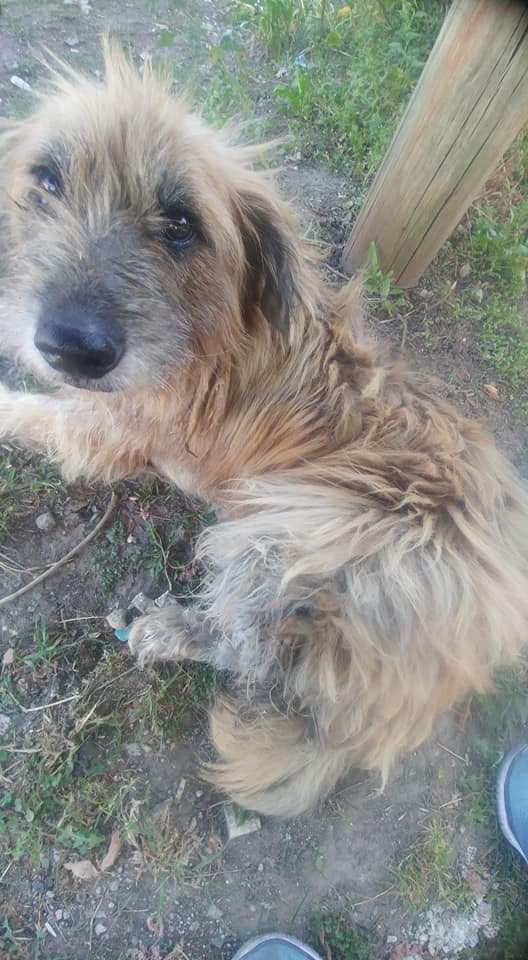 LES PIDO A TODOS EL MISMO AMOR PARA ESTE ANGEL QUE ESTA EN LA CALLE Y TBIEN NECESITA ADOPCIONNN... NO LO DEJEMOS SOLO .....TODOS LOS PERRITOS SUFREN  !!!🙏NECESITA ADOPCION URGENTEE!!!EL SUFRE TBIEN EN LA CALLE
