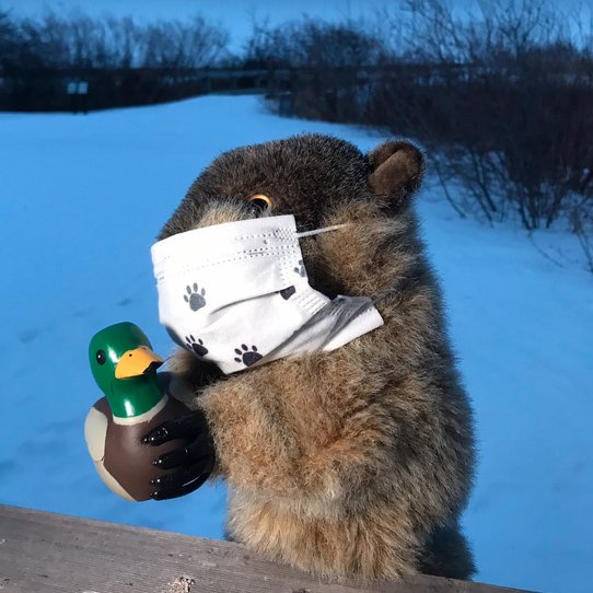 The Weather Network (@weathernetwork) on Twitter photo Early spring is trending 🌷 Manitoba Merv did NOT see his shadow this morning -- and also wants to remind us that it's World Wetlands Day! <a href="/OakHammockMarsh/">Oak Hammock Marsh</a>
#GroundhogDay #GroundhogDay2021 #GHD2021 #WorldWetlandsDay Early spring is trending 🌷 Manitoba Merv did NOT see his shadow this morning -- and also wants to remind us that it's World Wetlands Day! <a href="/OakHammockMarsh/">Oak Hammock Marsh</a>
#GroundhogDay #GroundhogDay2021 #GHD2021 #WorldWetlandsDay
