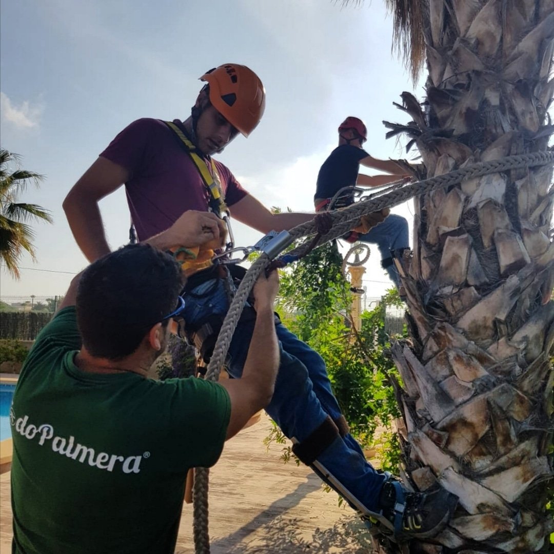 Pronto daremos a conocer las fechas para el próximo #curso de #palmerero. Ya puedes hacer la preinscripción. Contáctanos y te informaremos. #Elche #elx #TodoPalmera todopalmera.com/producto/curso…