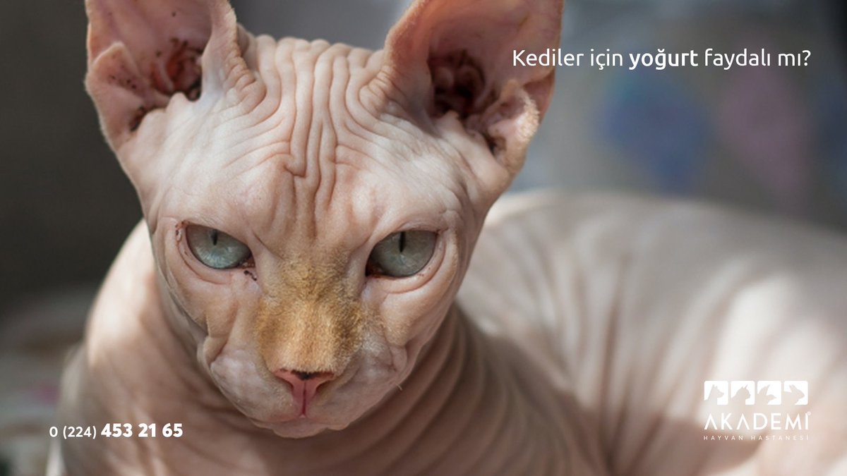 морщинистый канадский сфинкс. сфинксы опасные. сфинксы опасные. сфинкс кошка морщинистая. сфинкс кошка исчадие ада.