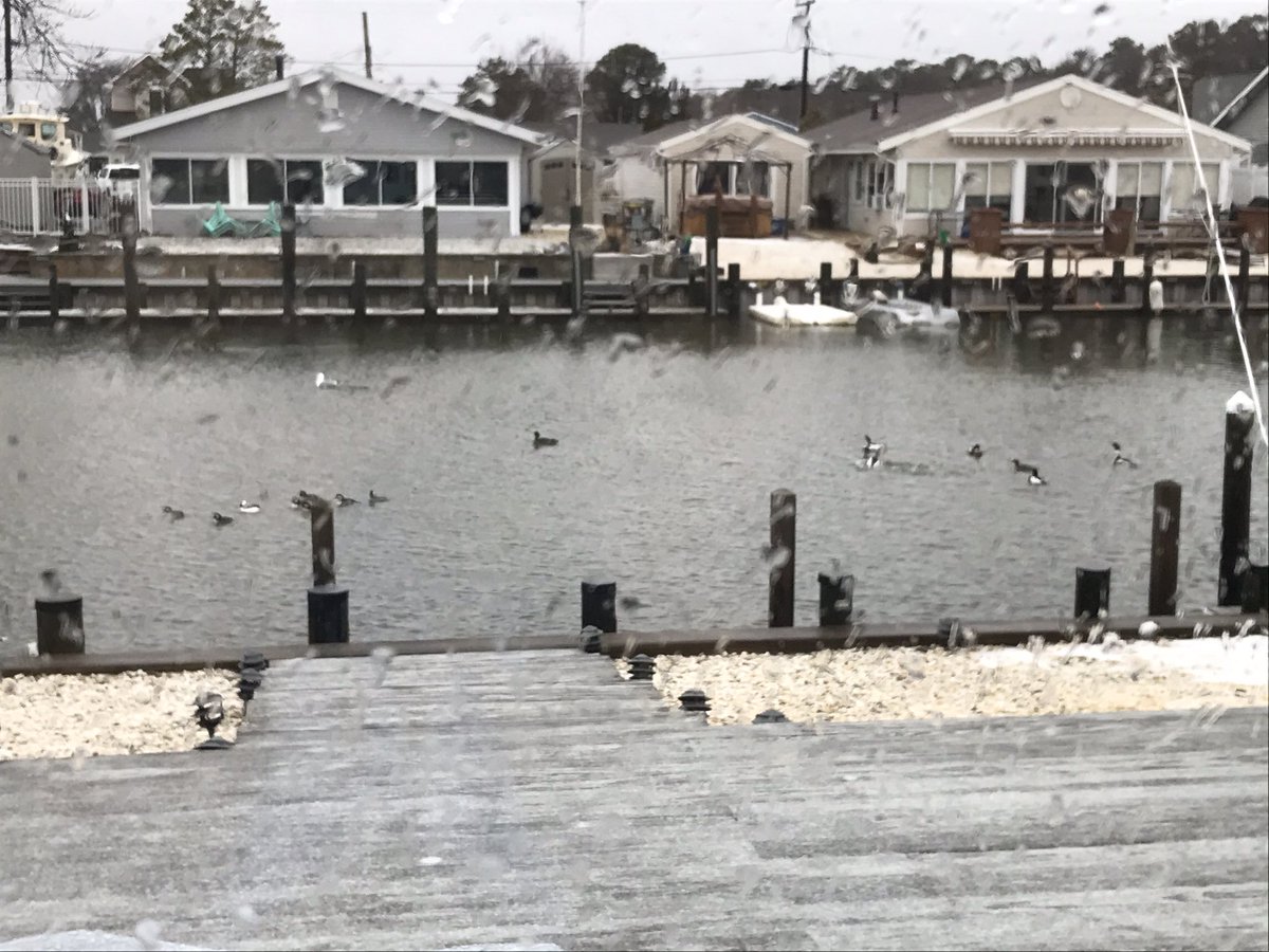 NorthScience's tweet image. Great view outside of wildlife today. Bufflehead ducks and Red-Breasted Mergansers diving and swimming around. #mtpssci