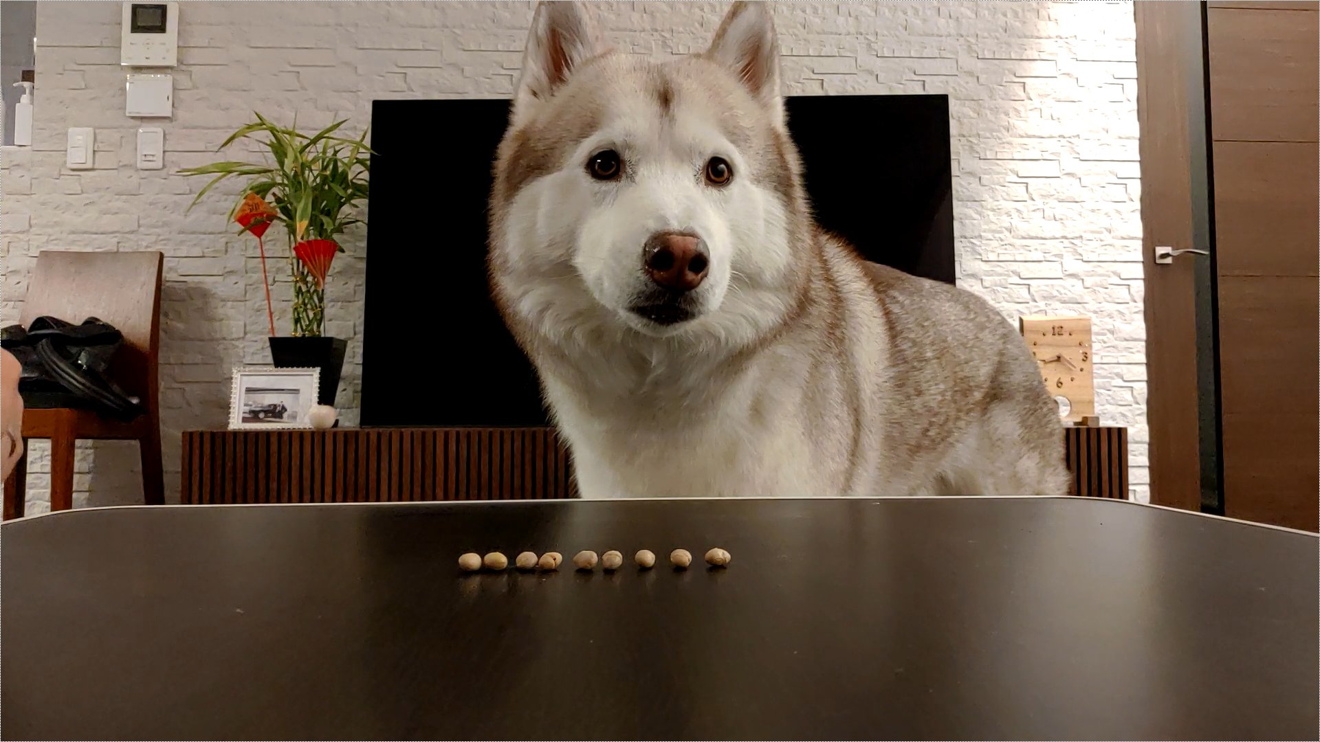 ハスキー犬のいる暮らし ヴィヴィアン日記 節分に恵方巻と豆まきを堪能した犬 愛犬用 無塩ノンオイルツナ缶恵方巻 国産大豆 遺伝子組み換えなし シベリアンハスキー 犬のいる暮らし 30代夫婦とハスキー犬 節分21 恵方巻 豆撒き T Co