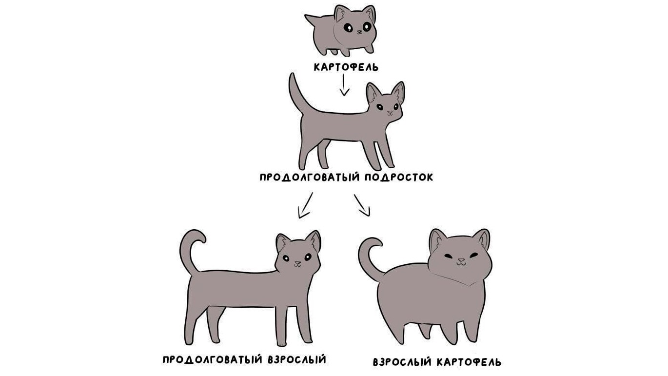 Коты мемы