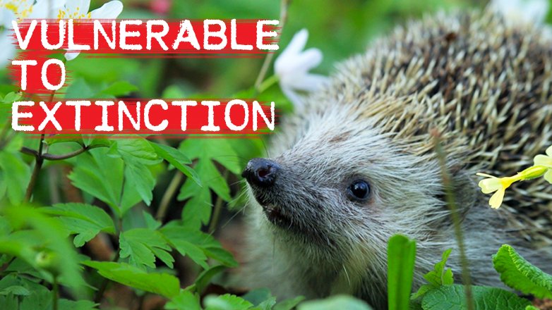 GreenpeaceUK's tweet photo. We want to celebrate #HedgehogDay but did you know that in 2020, UK Hedgehogs were placed on the 'Red List' meaning they are vulnerable to extinction! 😲😭

More: https://t.co/NbFzXlrchd https://t.co/ZRnCJLQ9xh