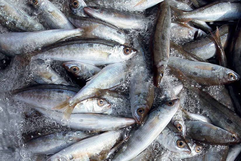 MultiplexIB3's tweet photo. Les vendes de peix han caigut en picat degut al tancament de la #restauració. A més, els pescadors no han pogut sortir a la mar amb les darreres borrasques, i estam en plena temporada de #gerret. En parlam ara amb Pere Varela de @peixnostrum a @IB3radio. https://t.co/3D5DmT7cad