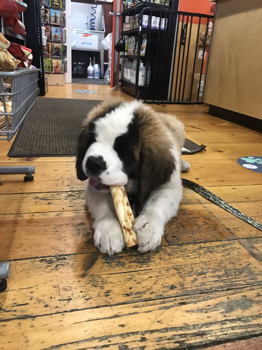 fetchportland's tweet photo. A @EarthanimalV  No-hide is a great way to start the day! 🐾 #thefishandbone #portlanddowntown #portlandmaine #portlandoldport #nohidechews https://t.co/S3cxSY5V9b