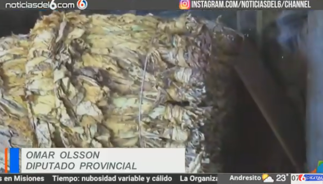 Recalcan que la #pandemia y las #condiciones #climáticas afectaron en el 2020 al sector #tabacalero <a href="/OlssonOmar/">OmarOlsson</a> (VIDEO) 👉🏼noticiasdel6.com/recalcan-que-l…