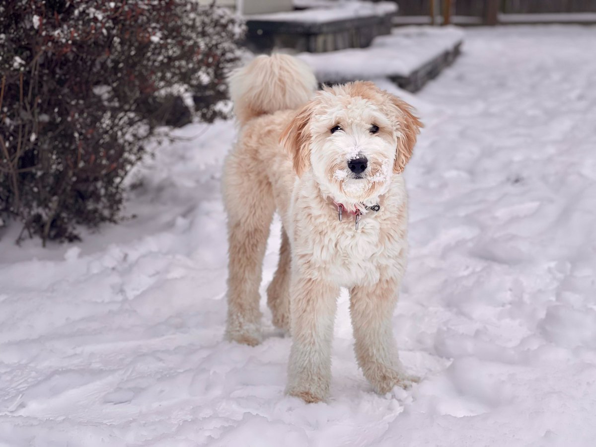 EdwardLawrence's tweet photo. A snowy puppy is a happy puppy. #Snow #DC #AussiePoo https://t.co/oZY253pafF
