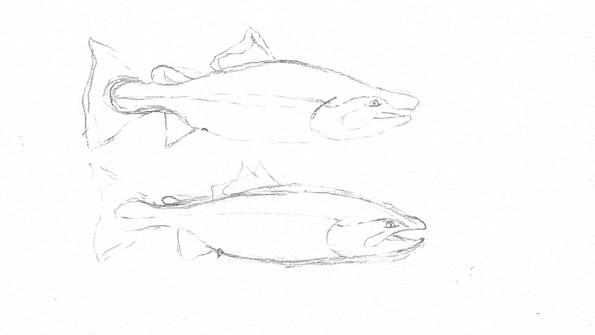 Salmon biologist and flyfishing wizard Jay Nicholas advises how how to identify and sketch bucks vs hens. The discussion focuses on Chinook, but can be applied broadly to other salmonids. Worth a read to see how sketching improves your observation skills oregonflyfishingblog.com/2021/01/27/how…