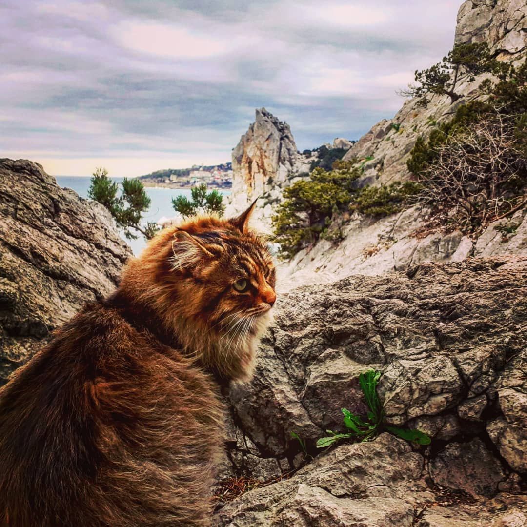 Коты Симеиза