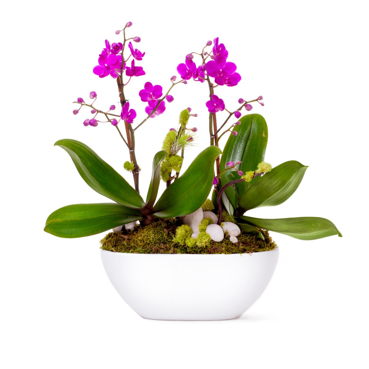 Give the gift of everlasting love this Valentine's Day with one of our orchid arrangements. With proper care, orchids will continue to bloom every year. Take a look at our online selection here: shop.plantthefuture.com/orchids/. #plantthefuture #orchids #valentinesday