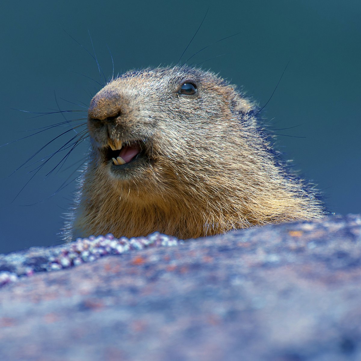 It's funny that we count on a rodent that spends most of its time asleep underground to tell us about the weather above it. Just goes to show, no one can really predict the future. Luckily, you can at least be prepared for it. Give me a call today, oh and happy Groundhog's Day.