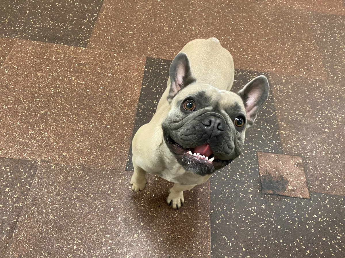 BARKATL's tweet photo. This sweet handsome boy is Finn, he will be coming to daycare for the next few months and we are so excited to have him! Welcome, Finn! 🐾🥰 #Barkatl #Daycare #Sweetpup! https://t.co/3zmGdKyADX