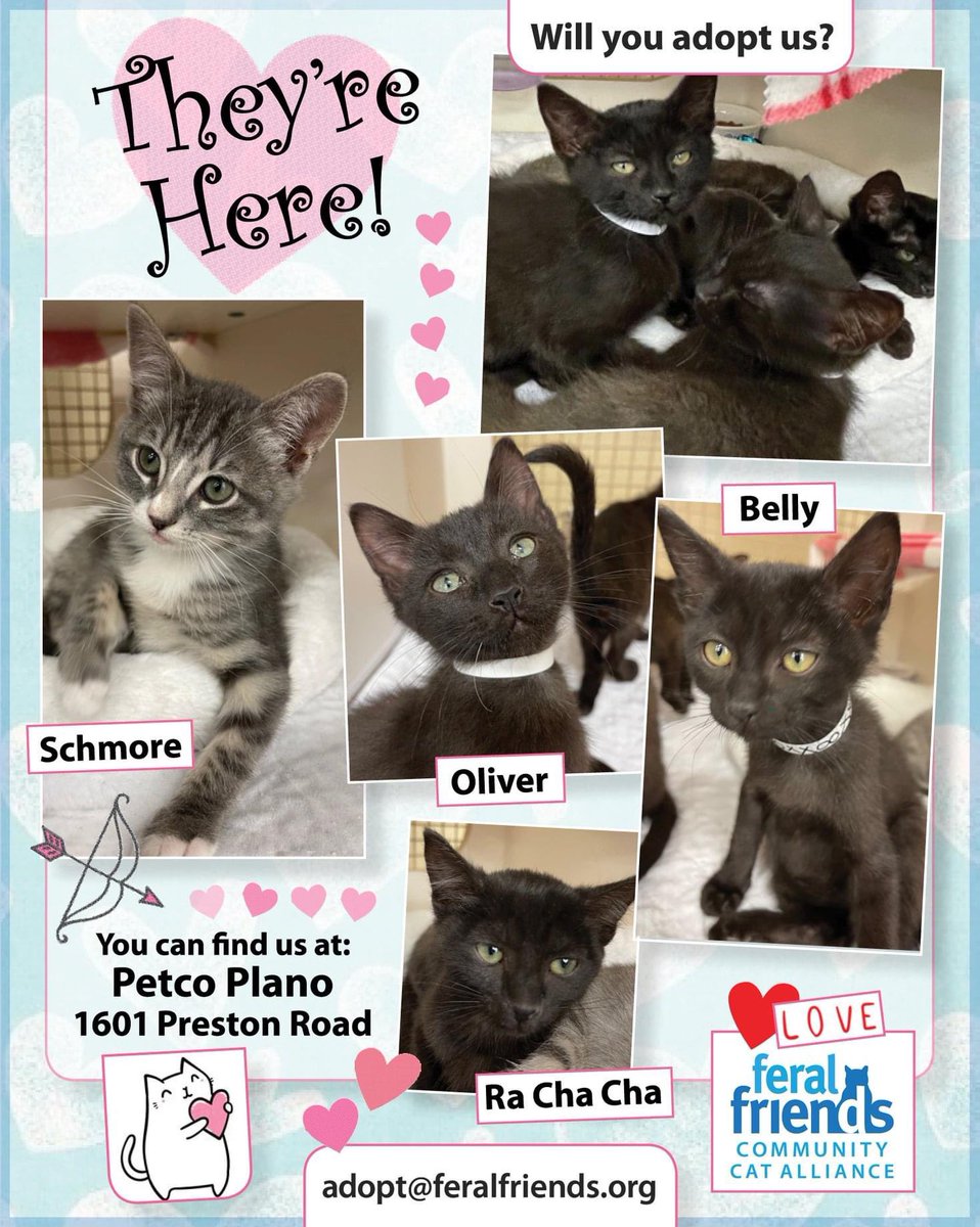 These wee ones will put a smile on your face! Stop by and visit with the "4-Pack" litter at our Petco Plano, 1601 Preston Road, adoption center. You can find their bios at feralfriends.org