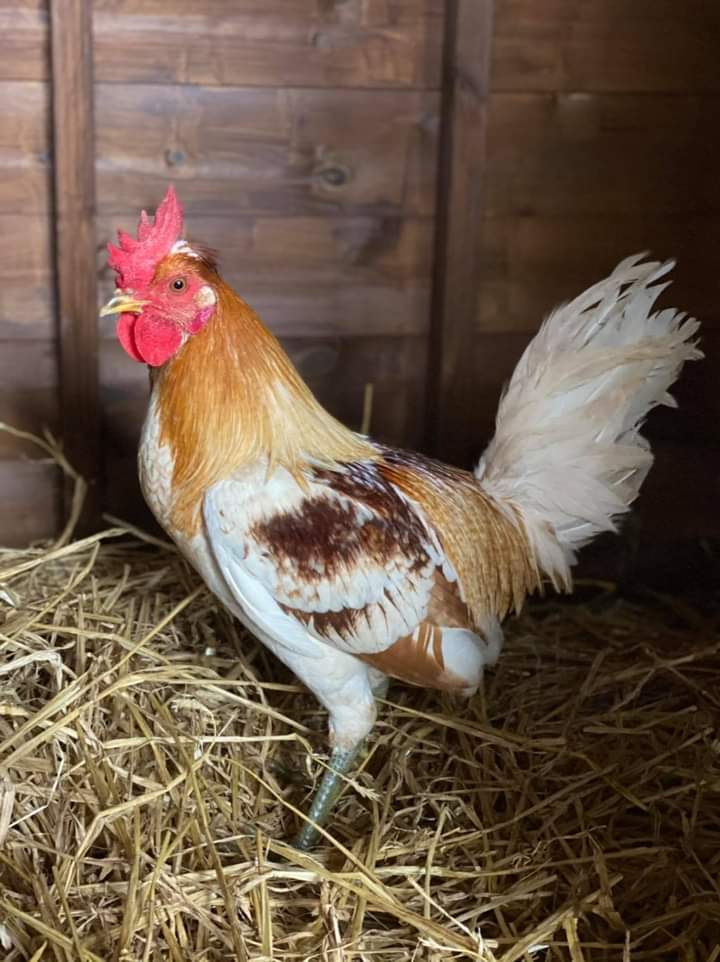 team_greenacres's tweet photo. Please give our other animals, needing homes, a boost with a RT as they often get overlooked. We have:

Chick Chick - Leghorn Mix Cockerel
Ginger - Irish Draught
Kali - Leopard Gecko

Please read profiles carefully:

https://t.co/UI1ywTlgId

#rehomehour #TeamZay #Pembrokeshire https://t.co/V6zJXVXG3l
