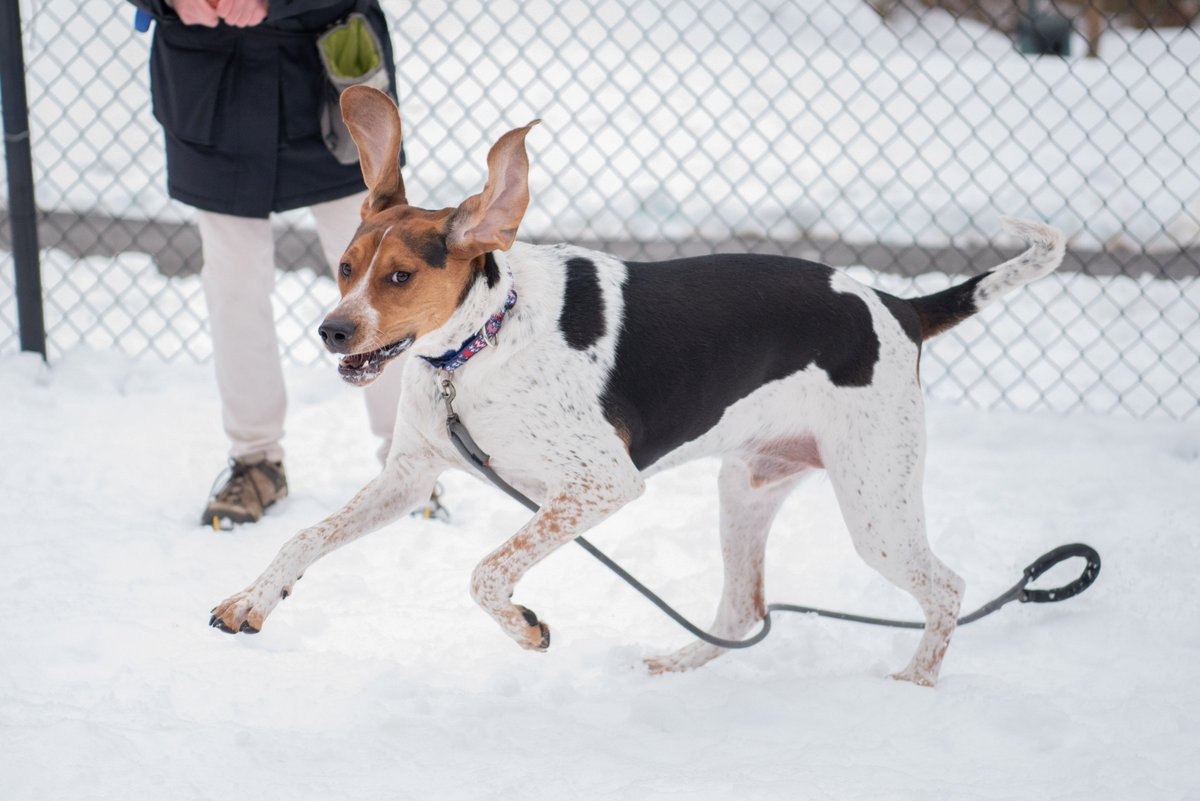 Brandywine Valley SPCA tweet media