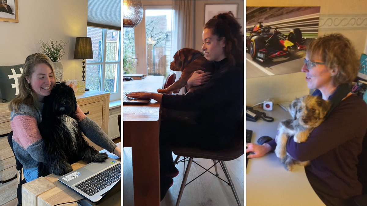 WebmasteryNL's tweet photo. Zijn ze niet ontzettend #schattig, de #Webmastery-pups? 🐶😍 Steeds meer mensen nemen een hond nu ze #thuiswerken. Overweeg jij ook een #hondje te nemen nu je meer vanuit huis werkt? 🏡 https://t.co/7a9hTvs4dY