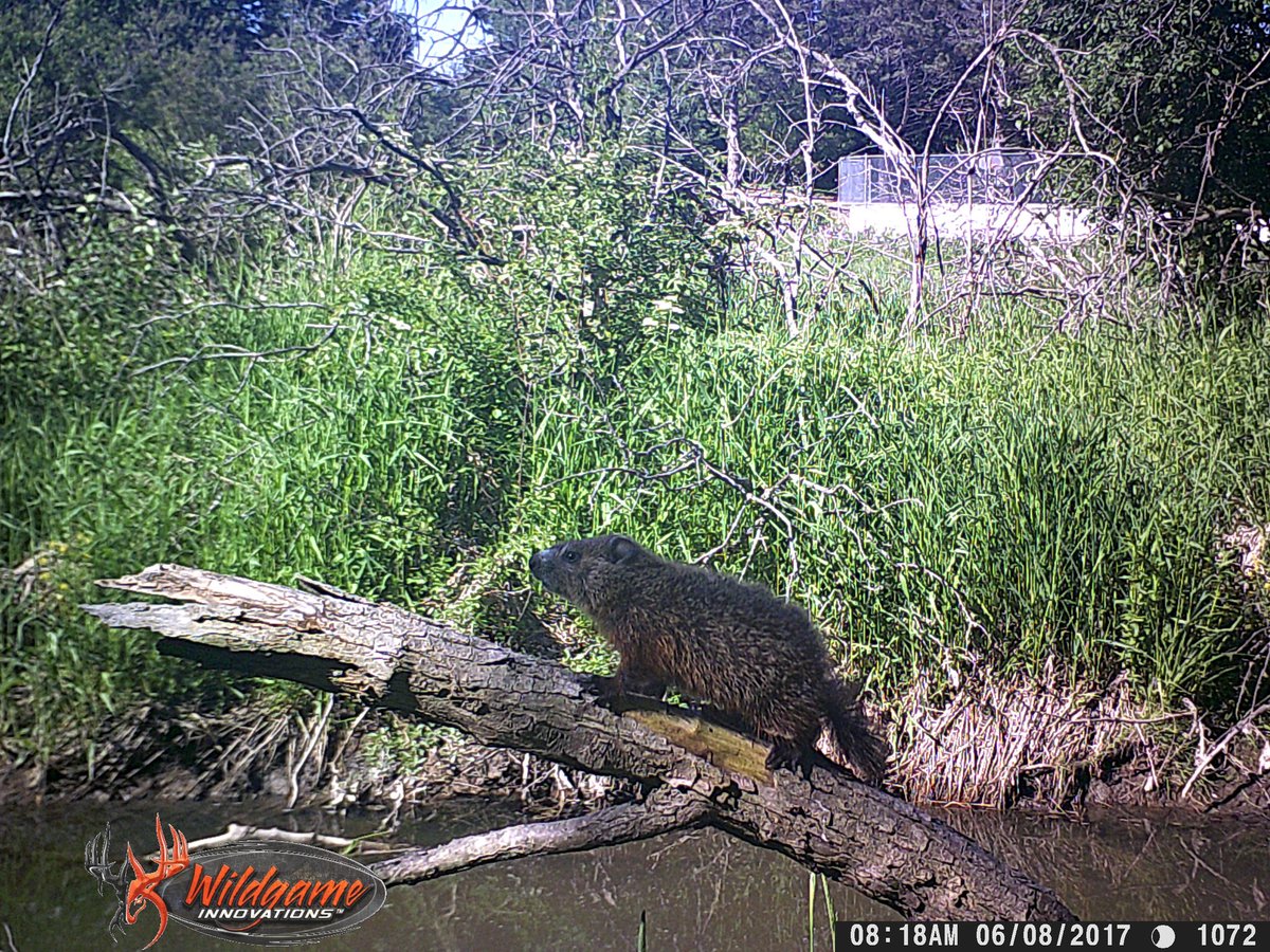UWEcologyLab's tweet photo. Hey ENV community, today is Groundhog Day! Have you seen any groundhogs, or other wildlife on campus or around your home? Submit your wildlife observations to our iNat project for the UW community to see! See you at our Community Chat this Thursday at 2pm! https://t.co/wY9qJqQUVb https://t.co/CSG9ycstnn