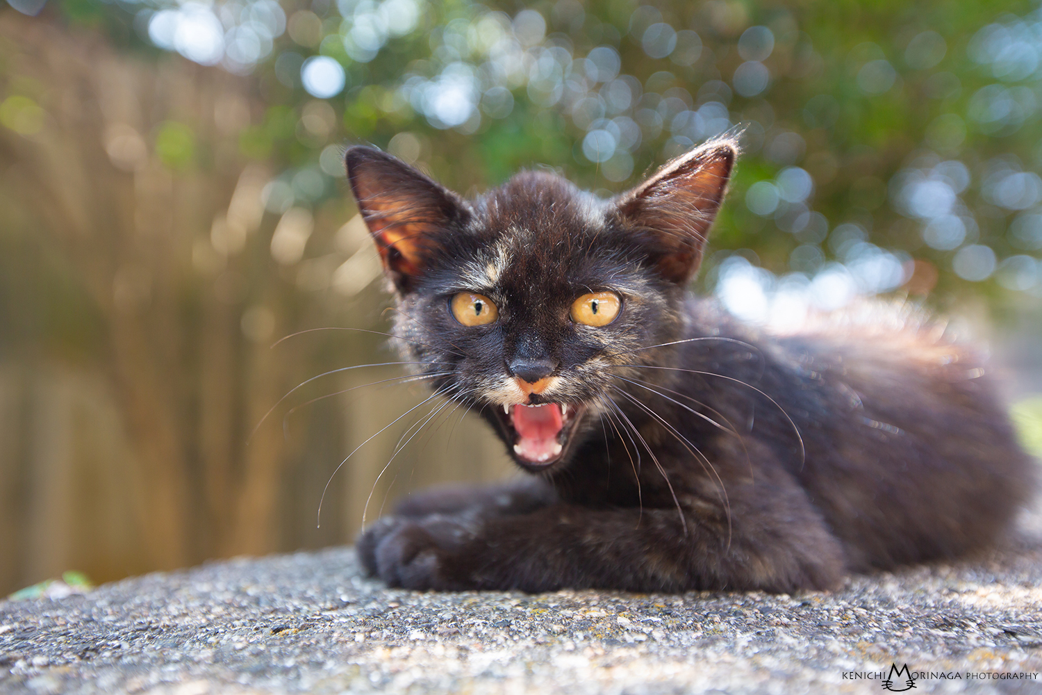 猫写真家 森永健一 むぎゅっとニャ はめ猫 黒猫まみれ特盛号 インスタグラムフォロワー3 6万人 にゃんこ時計が午後4時ちょうどをお知らせします にゃんこ時計 猫時計 ネコ時計 ねこ時計 時計 Cat 猫 ネコ ねこ Catlover 森永健一 猫 猫写真家 森永健一 むぎゅっとニャ はめ猫 黒猫まみれ特盛号 インスタグラムフォロワー3 6万人 にゃんこ時計が午後4時ちょうどをお知らせします にゃんこ時計 猫時計 ネコ時計 ねこ時計 時計 Cat 猫 ネコ ねこ Catlover 森永健一 猫