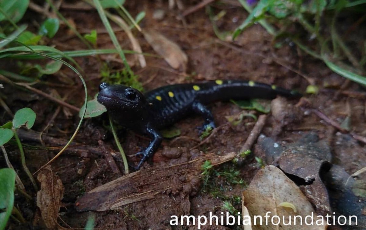 amphibianfound's tweet photo. The adorable face of a Spotted Salamander (Ambystoma maculatum). 

These salamanders are a rare find in the metro Atlanta area, but as a member of our Patreon you ensure their survival on a greater scale. https://t.co/Bb3AOzVXFh