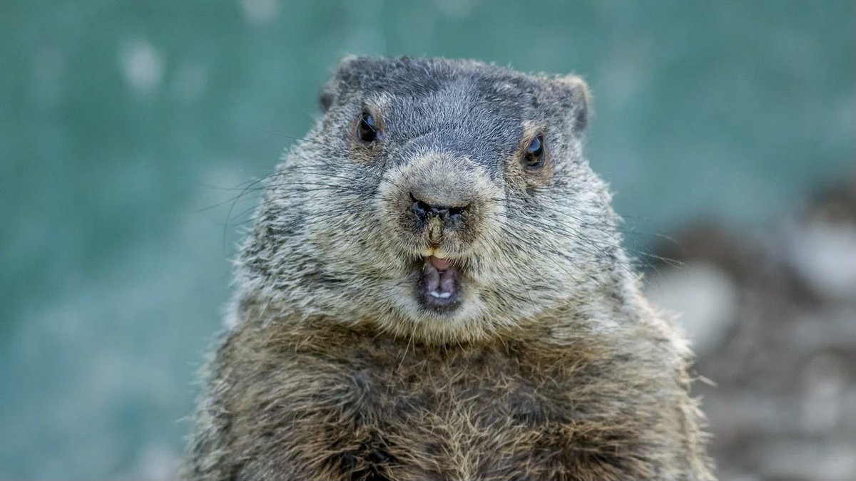 It’s Groundhog Day! Let’s celebrate with a thread about groundhogs!