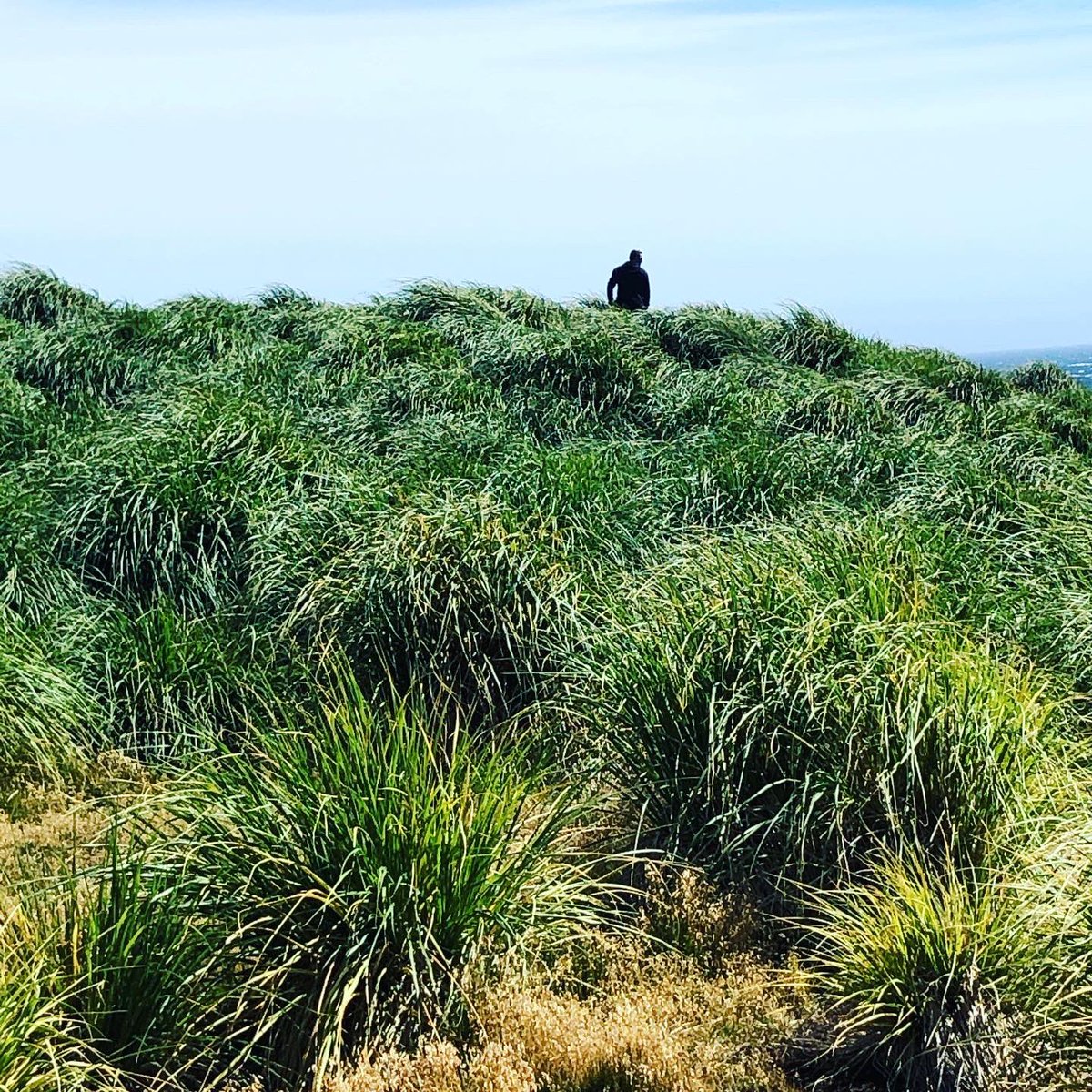 Vikki Berntsen (@vikkileefi) on Twitter photo #TussacTuesday <a href="/FI_Conservation/">Falklands Conservation</a> Cape Dolphin coast line providing shelter for #Sealions in the Tussac planting restoration areas. Look@at the colours! <a href="/ben_benebf/">Ben Berntsen</a> #TussacTuesday <a href="/FI_Conservation/">Falklands Conservation</a> Cape Dolphin coast line providing shelter for #Sealions in the Tussac planting restoration areas. Look@at the colours! <a href="/ben_benebf/">Ben Berntsen</a>