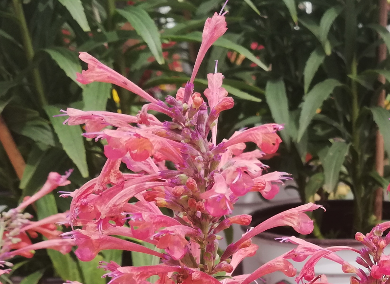 Plantas y flores tweet media