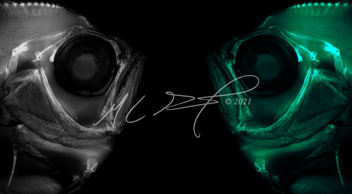 Pterycombus's tweet photo. Manuscript Accepted. More coming soon!
#phdlife #bramids #bramidae #morphology #evolution https://t.co/Sc0fPqbskI