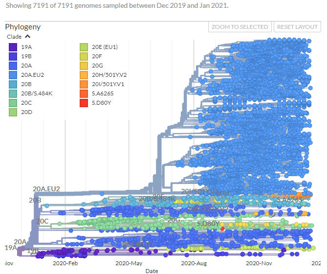 et si on zoom, on identifie mieux les petites variations et on peut même visualiser une partie des génomes séquencés a l’IHU (les petites cercles bleus).ca vous donne aussi une idée de la proportion de variant Marseille4 par rapport a l'ensemble des génomes uniquement de ce clade