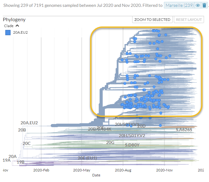 et si on zoom, on identifie mieux les petites variations et on peut même visualiser une partie des génomes séquencés a l’IHU (les petites cercles bleus).ca vous donne aussi une idée de la proportion de variant Marseille4 par rapport a l'ensemble des génomes uniquement de ce clade