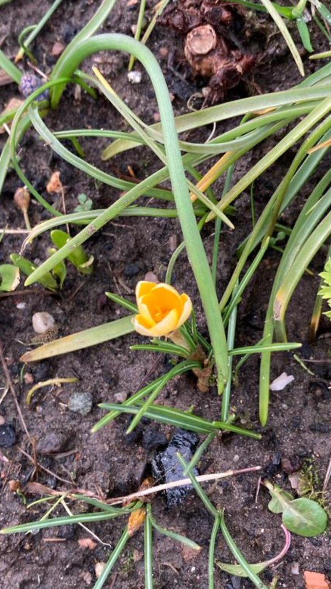 scott_voice9's tweet photo. Mom sent me the photo earlier today she said ‘Just been up the cemetery to see your Dad and theres a one gold crocus on his grave, thats him telling you the Wolves will win tonight’❤️
Cheers Dad👍🏻😢 ❤️We needed that!!👍🏻🐺◾️🔶 #daftthings https://t.co/wOrzp7p1vC