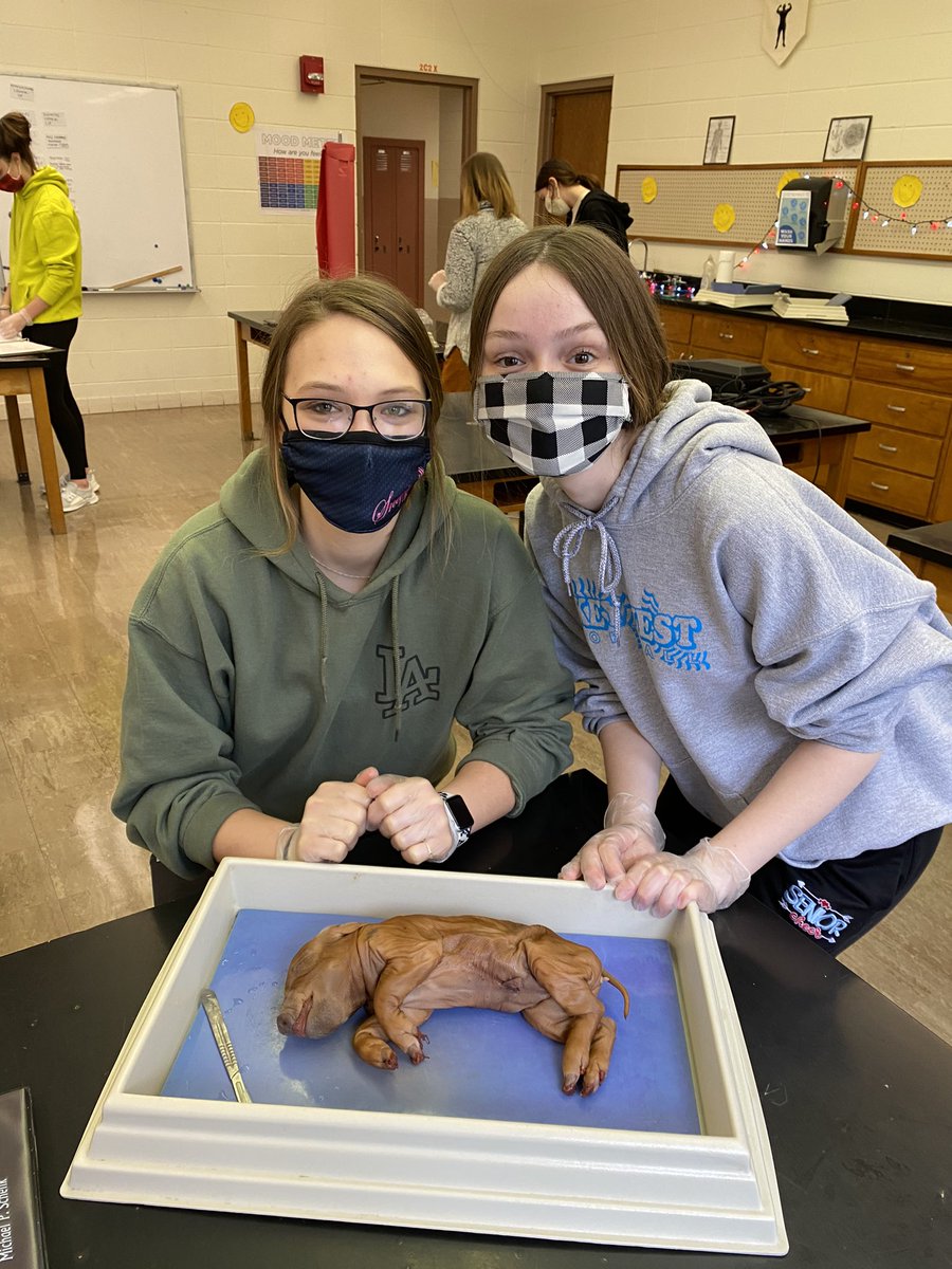 Masks allow us to safely dissect with partners...and reduce the “pig smell”! 😷