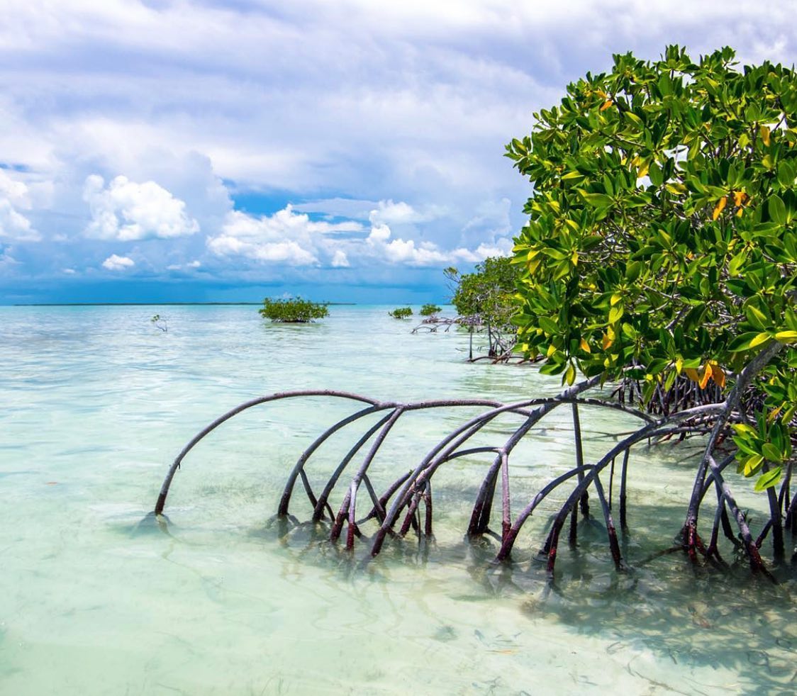 Surfrider Florida Keys tweet media