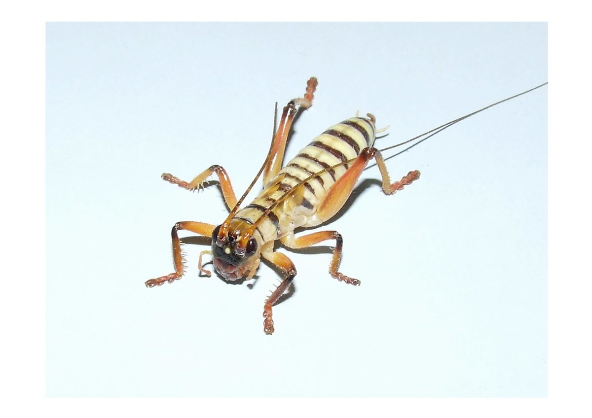 #livestock is #livestock . It doesn't matter what size they are!