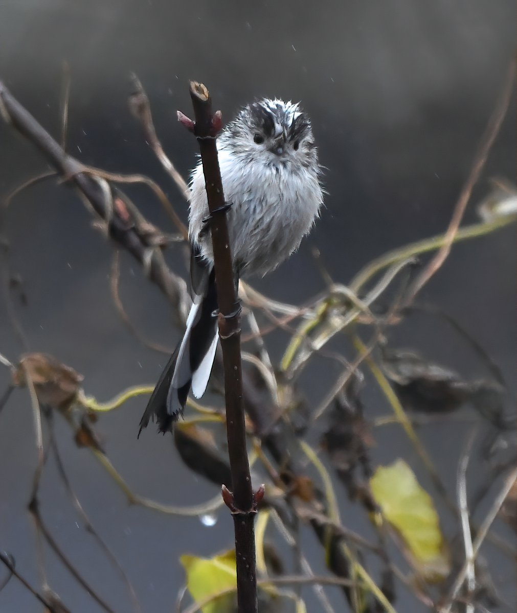 Bedraggled Long Tailed Tit in the rain... 😁
 Taken yesterday in my Somerset garden.
#TwitterNatureCommunity 🐦