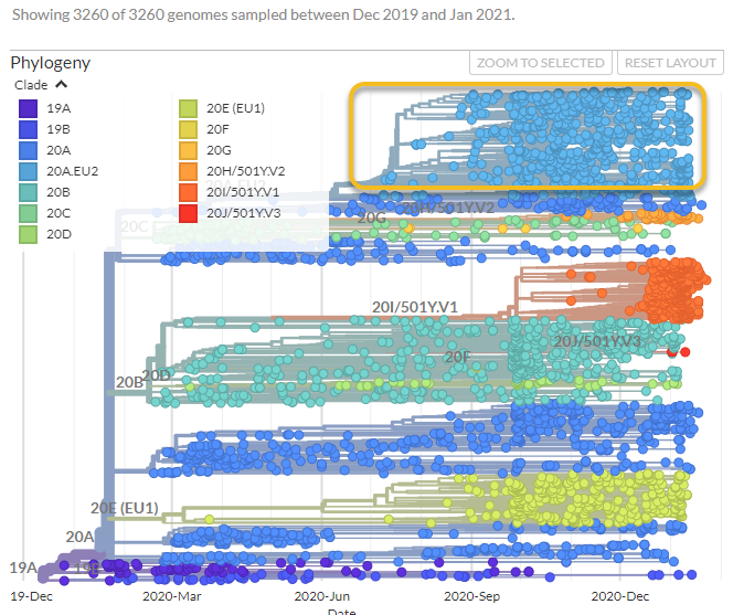 On va utiliser NextStrain, système simple pour visualiser les données phylogénétiques et surtout les rentre accessible au public on voit dans le rectangle l’ensemble des génomes du clade 20A.EU2, 
