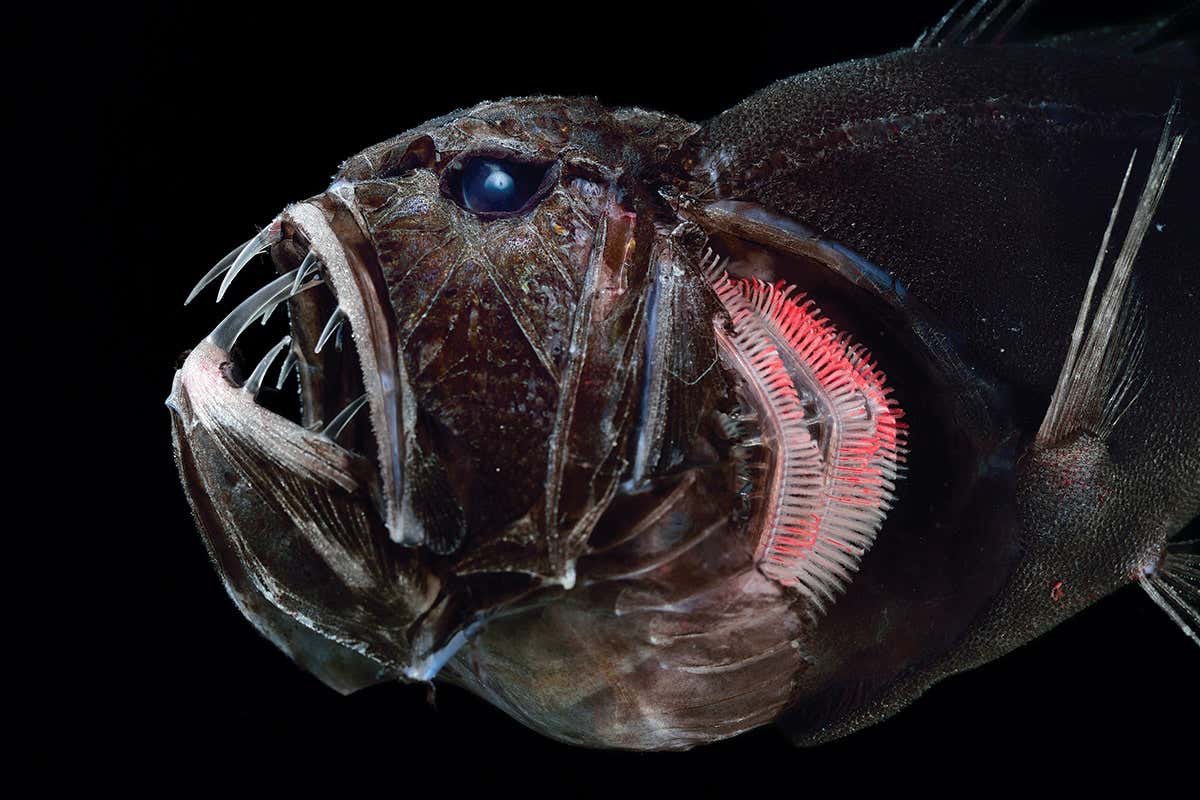 Arguably the opposite of colourful what about FULLY CLEAR teeth!? Many deep sea fish try to be fully invisible by having black bodies, they accessorize by evolving fully clear teeth like this dragon fish! : Solvin Zankl  http://newscientist.com/article/mg2323 …