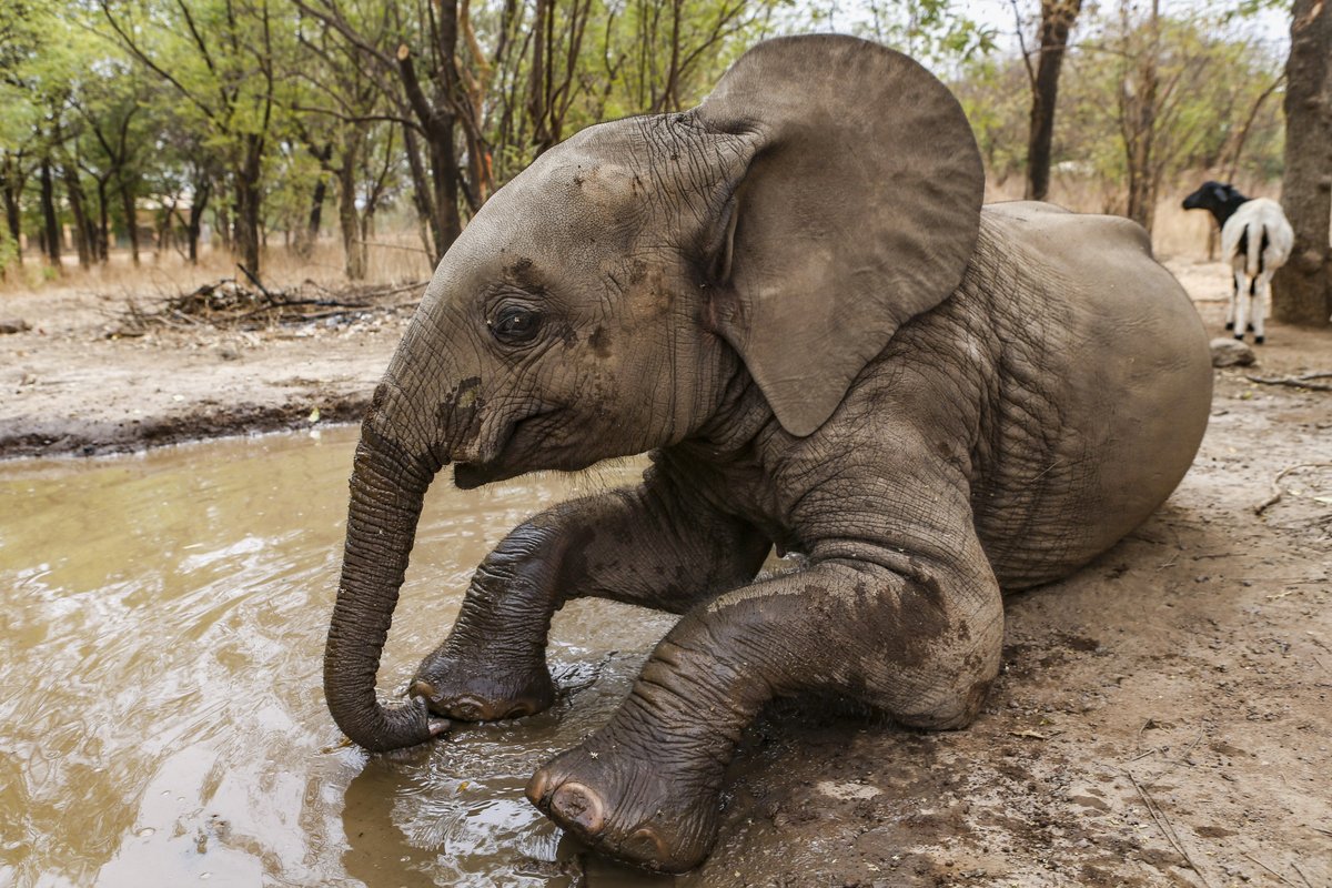 ifawglobal's tweet image. We’re proud to share an update in the rehabilitation journey of Nania—an elephant calf who was found wandering alone in a small village in Burkina Faso, West Africa. Since then we have been working with her caretakers to take care of Nania and begin her journey back to the wild.