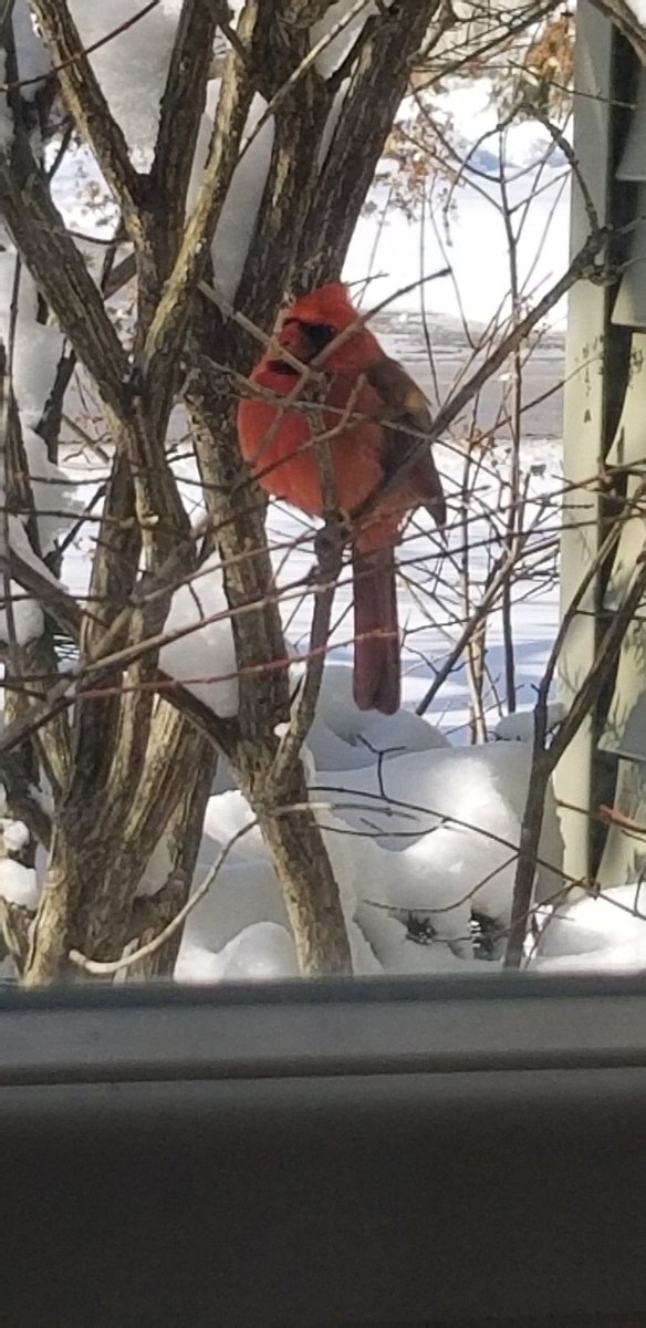 A splash of scarlet in the view from my desk this morning #snowyday #cardinal #birdsofohio #feedthebirds #tuppenceabag