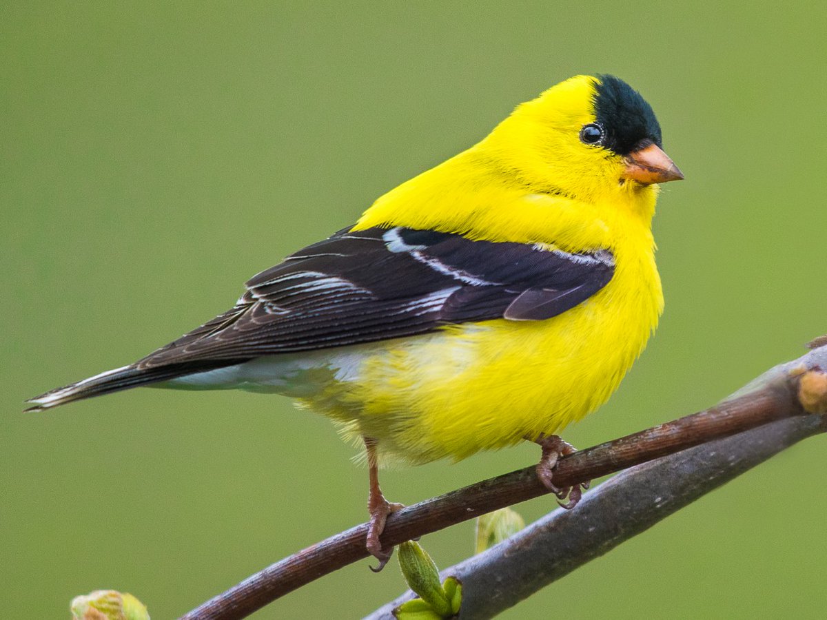 Dimitri Kharine/American Goldfinch ( Adam Jackson)