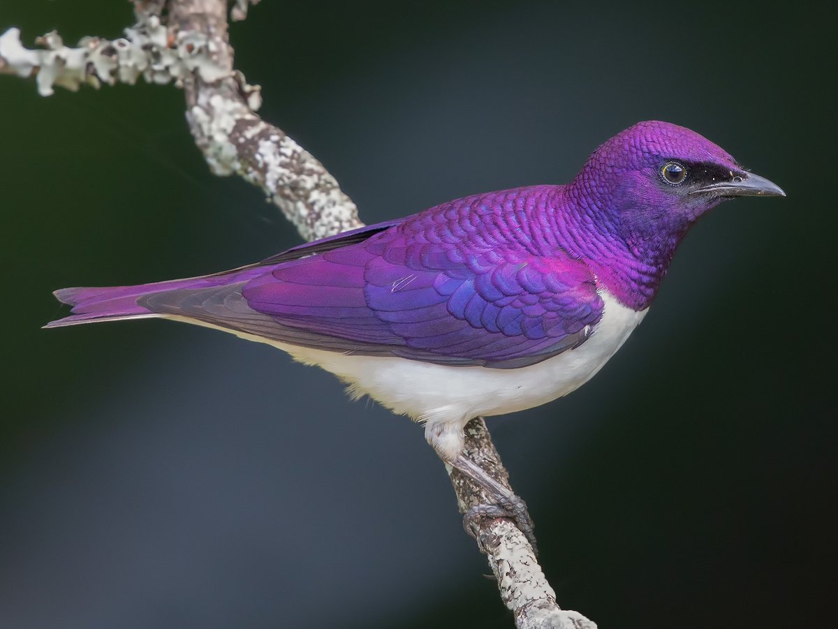 Peter Schmeichel/Violet-backed Starling ( Marco Valentini)